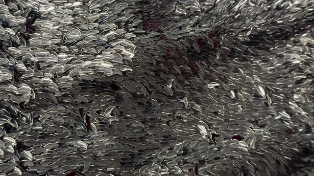 Footage of black metallic embroidery tassels with glossy pattern hanging and layered on a sequin dress of fashion. Animal scales or coin sequins. Fashion mode and style. Good for evening gown. 