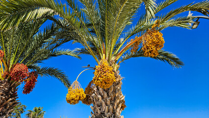 Ripe date clusters hanging from a palm tree against a clear sky, symbol of tropical harvest and nature