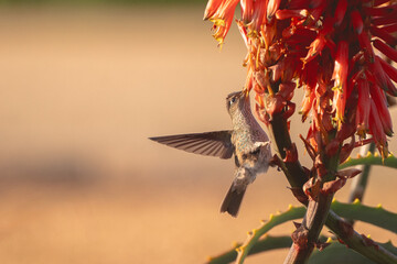 Colibrí o picaflor sobre una flor en un atardecer