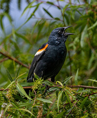 black winged blackbird