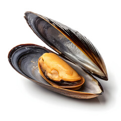 Raw mussel in a single unopened shell isolated on white background showcasing fresh seafood ingredient for cooking, recipes,