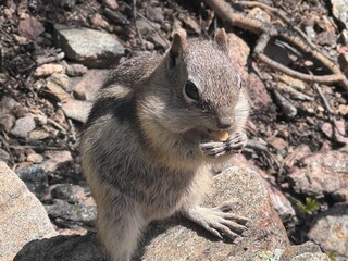 Chipmunk with Nut