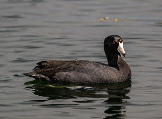 Coot 