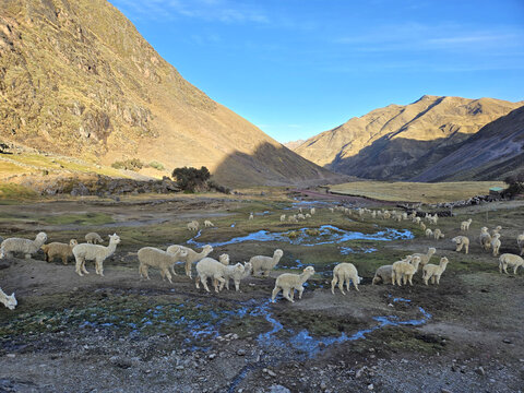 An alpaca flock on a farm in the valley west of Vinicunca Mountain (Rainbow).  Located in Cusipata, Peru.