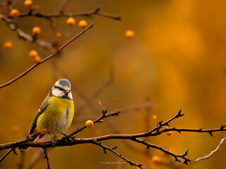Blaumeise im Herbstlaub