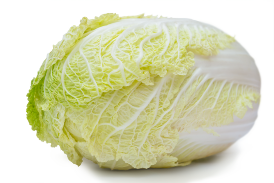 Fresh napa cabbage with crisp leaves displayed on a white background in a minimalistic setting