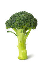 Fresh broccoli standing upright on a plain background showcasing its vibrant green color and unique texture