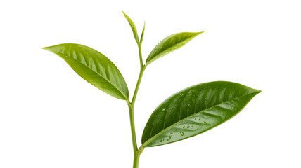 Fototapeta premium Fresh green tea leaves sprout, pristine and vibrant, perfect for herbal tea packaging or wellness ads