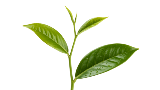 Fresh green tea leaves sprout, pristine and vibrant, perfect for herbal tea packaging or wellness ads