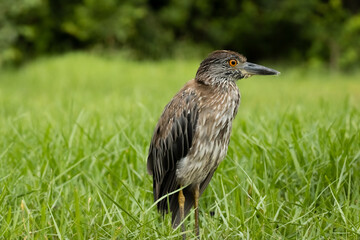 Yellow-crowned Night Heron