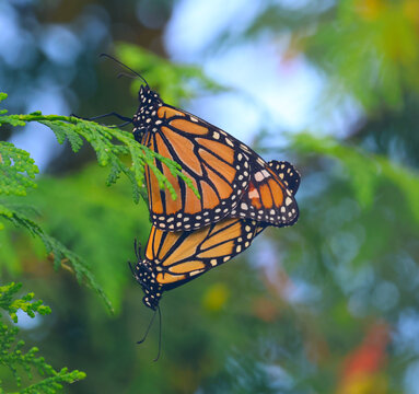 Two Monarch butterflies (Danaus plexippus) mating in a cedar tree.  Shot in southwestern, Ontario, Canada.