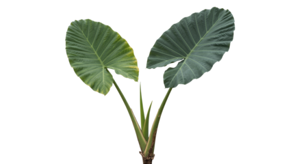 Lush elephant ear leaves create a tropical oasis, perfect for vibrant plant designs and nature themes
