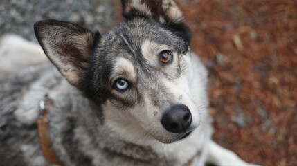 Obraz premium Close-up of a dog's face. the dog appears to be a siberian husky, with black and white fur and blue eyes. it is looking directly at the camera with a curious expression.