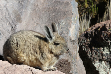 Viscacha in Lauca National Park, Chile