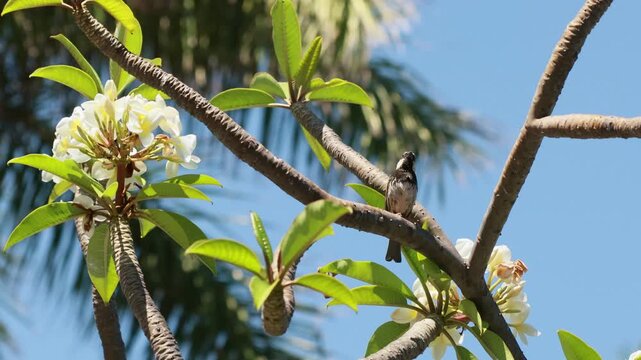 P&aacute;jaro en rama piando
