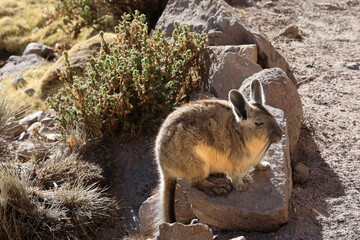 Viscacha in Lauca National Park, Chile