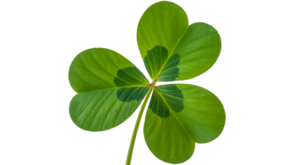 Lucky four leaf clover bringing Irish charm and positive vibes for St. Patrick's Day promotions