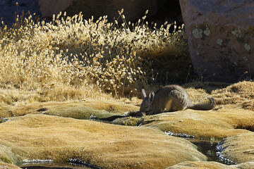 Viscacha in Lauca National Park, Chile