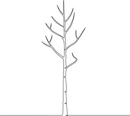An aspen tree with a slender trunk and light branches