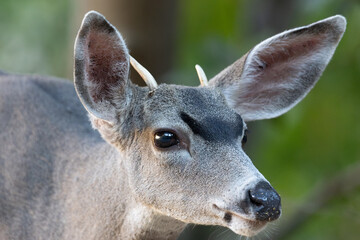Very young black-tailed deer withy antlers, seen in the wild in a North California marsh