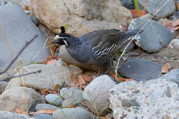 Close view of a female California quail, seen in the wild in North California