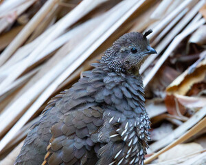 Close view of a female California quail, seen in the wild in North California