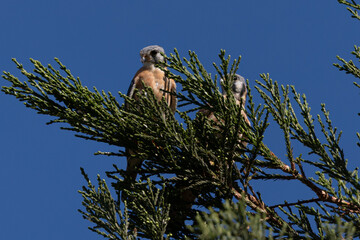  A couple of American kestrels perched, seen in the wild in North California