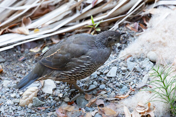 Close view of a female California quail, seen in the wild in North California