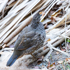 Close view of a female California quail, seen in the wild in North California