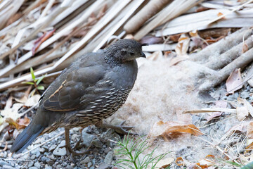 Close view of a female California quail, seen in the wild in North California