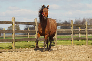 A beautiful brown horse with a red halter, captured in motion, gallops dynamically inside a fenced arena on a sunny day. © Henk