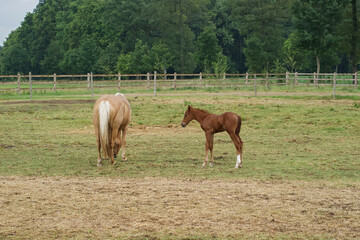 A tan mare grazes while her foal stands nearby in a green pasture under a cloudy sky, with a wooden fence surrounding.