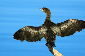 eagle in flight