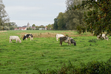 Tranquil pastoral scene with cows grazing peacefully in a lush green meadow, backed by a quaint rural village on the horizon.