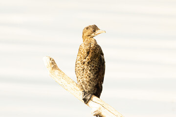 red tailed hawk