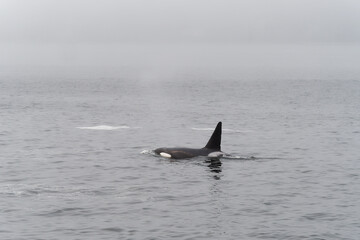 Profile of a Killer Whale swimming in the grey calm waters of Puget Sound, Washington, USA