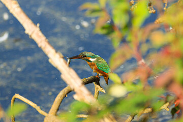 blue headed bee eater