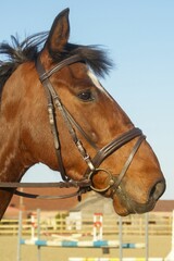 Obraz premium Profile of a regal brown horse wearing a bridle, set against a bright sky. Equestrian elegance in full view. A picture of equine grace.