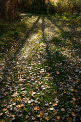 Autumn Scenery with Bright Colors & Detail in a nature park