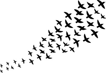 Flock of Black Bird Silhouettes Flying in a Swirling, Dynamic Diagonal Motion, Representing Freedom, Movement, Migration, and Nature, Isolated Vector Graphic Element on White.