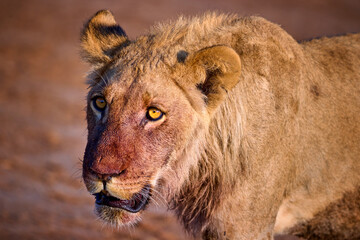 Fresh from a kill, a young male lion stares with a blood-streaked face in warm Savuti light. Ideal for: conservation stories, wildlife editorials, safari marketing. Colours: gold, brown, red.