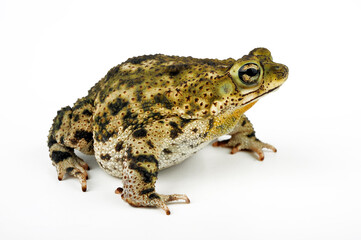 Granular toad // Marmorkröte (Rhinella granulosa) - Brazil