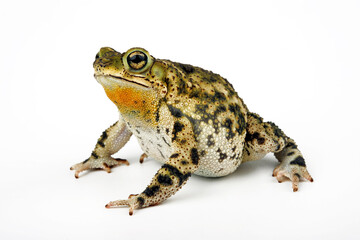 Obraz premium Granular toad // Marmorkröte (Rhinella granulosa) - Brazil