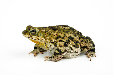 Marmorkröte // Granular toad (Rhinella granulosa) - Brazil