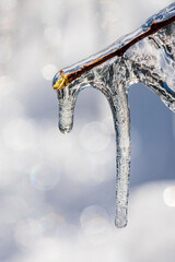 Frozen branch during early spring with thick layer of ice covering branches and tree buds.
