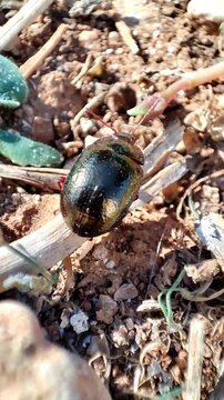  Chrysolina bankii. Escarabajo crisom&eacute;lido de Bank. Escarabajo de bronce. 