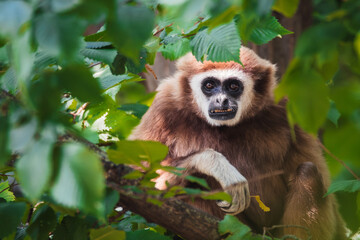 White-handed Gibbon Resting in Green Foliage