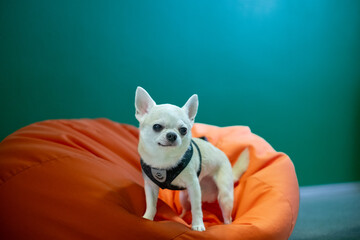 Small white Chihuahua dog with large ears standing on an orange bean bag chair, showcasing a playful and curious demeanour in a cosy indoor environment with vibrant colours
