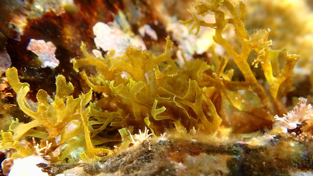 Brown algae Dictyota spiralis undersea, Ligurian Sea, Italy, Imperia