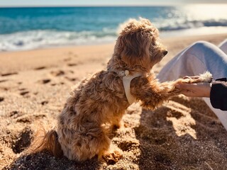 Adorable Small Dog Giving Paw to Owner Sitting on Beach with Ocean View at Sunset – Peaceful Moment